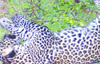 Leopard cub dies, killed by vehicle on NH